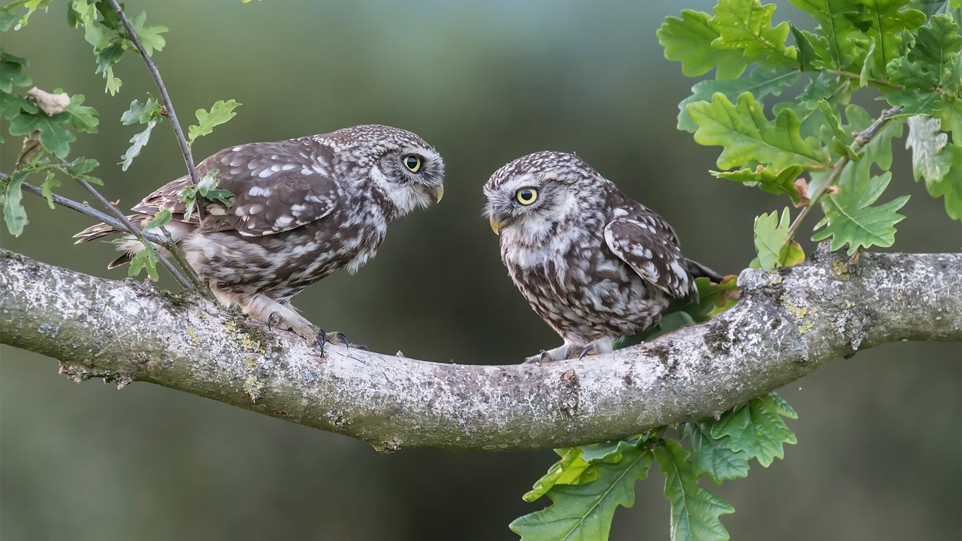 雷火电竞网站-唯一性的撕裂，贝恩攻防统治之夜，上海队如何撕碎魔术的镜像防守？