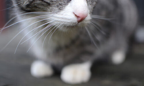 雷火电竞合作-统治的双面叙事，当曼城编织团队华章，莫兰特挥洒个人史诗